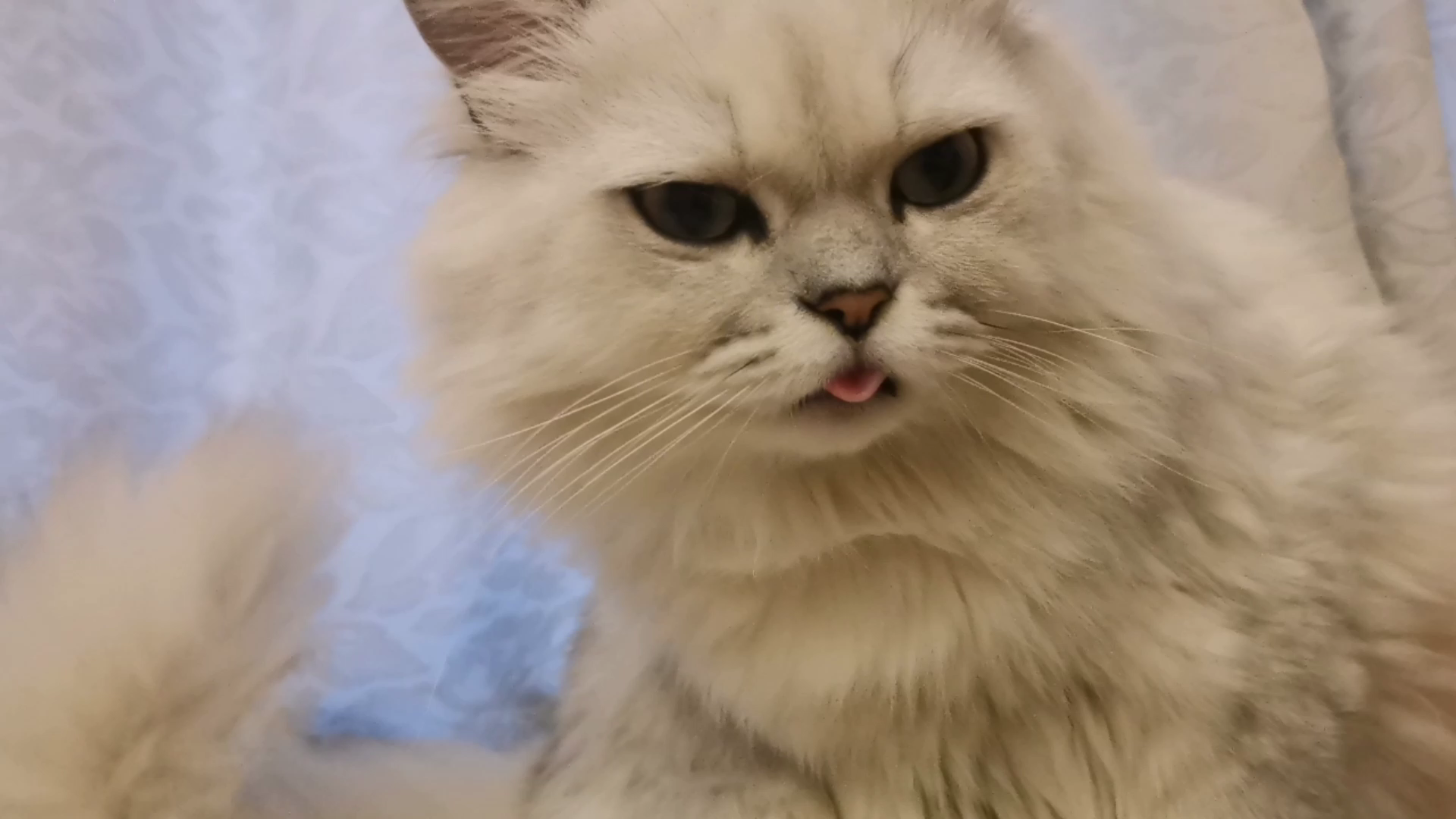 【米糊】如何哄骗一只没睡醒的猫猫舔手